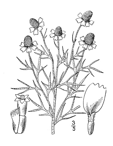 Antique botany plant illustration: Ratibida tagetes, Short rayed coneflower