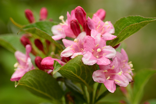 Springtime: Weigela ,ornamental plant, in full bloom. Weigela in the family Caprifoliaceae, Close-up made with a macro objective.