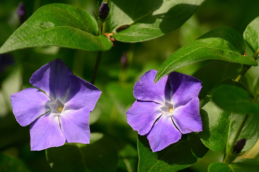 blue convolvulus on green background