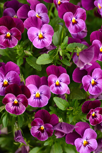 Springtime: large group of blooming pansy flower heads.Close-up made with a macro objective.