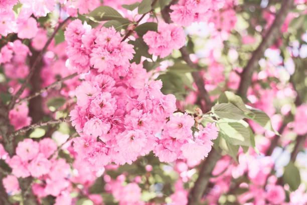 istock Cherry blossom. Sakura tree with small pink flowers. Spring season 1396894338