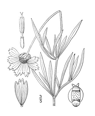 Antique botany plant illustration: Coreopsis grandiflora, Large flowered Tickseed