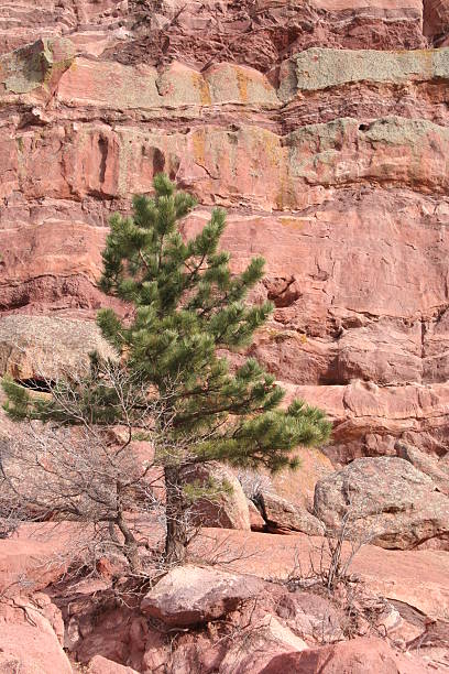 Red Rock Tree stock photo