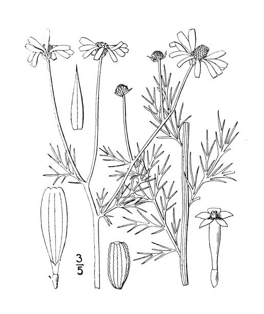 アンティーク植物植物イラスト:アンテミス・コトゥーラ、メイウィード - anthemis cotula点のイラスト素材／クリップアート素材／マンガ素材／アイコン素材