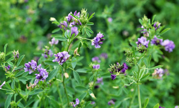 istock The field is blooming alfalfa 1396896229