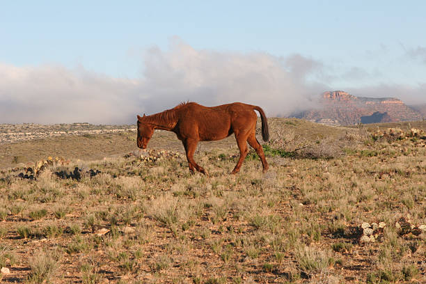 Mule with low-lying clouds and red mountains stock photo