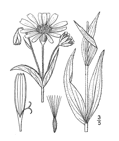 Antique botany plant illustration: Arnica alpina, Arctic Arnica, Mountain tobacco
