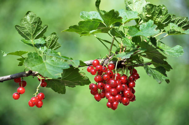 istock On the bush berries are ripe redcurrant 1396896517
