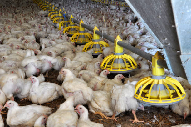 istock Farm for growing broiler chickens 1396896534