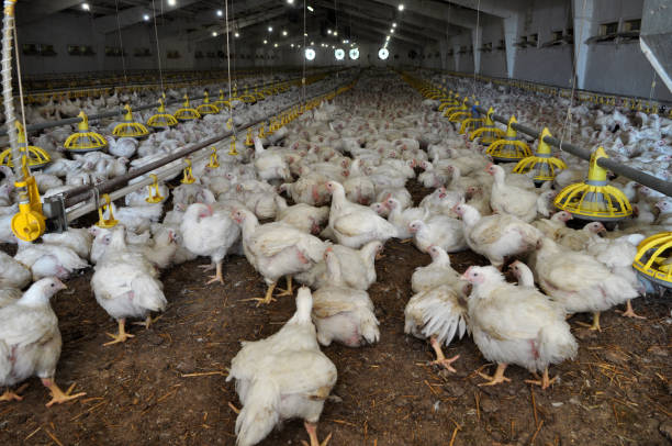 istock Farm for growing broiler chickens 1396896550