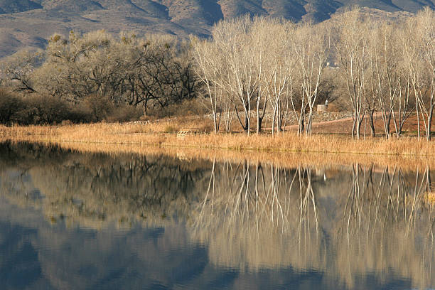 Bare Trees reflected in Lake stock photo