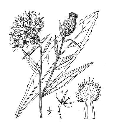 Antique botany plant illustration: Centaurea jacea, Brown Knapweed