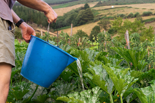 Man watering vegetables with a blue bucket. Copy space.