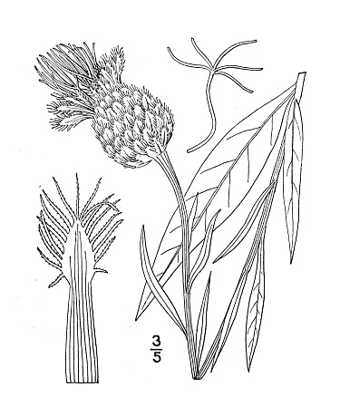 Antique botany plant illustration: Centaurea Americana, American star thistle