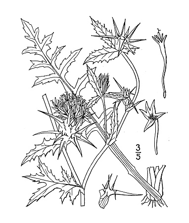 Antique botany plant illustration: Centaurea Calcitrapa, Star thistle
