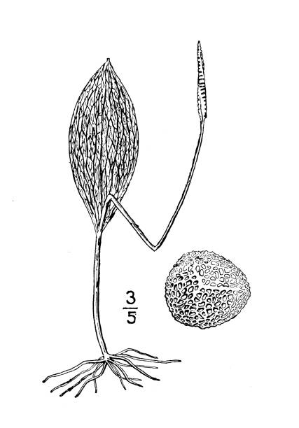 ilustracja roślin botaniki antycznej: ophioglossum engelmanni, język żmii engelmanna - european adder illustrations stock illustrations