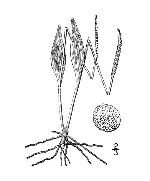 ilustracja rośliny antycznej botaniki: ophioglossum arenarium, język sand addera - european adder illustrations stock illustrations