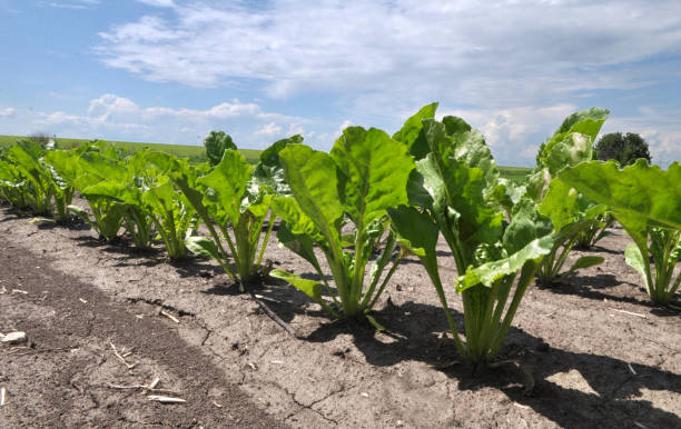 istock On the farm field grow sugar beets 1396897528