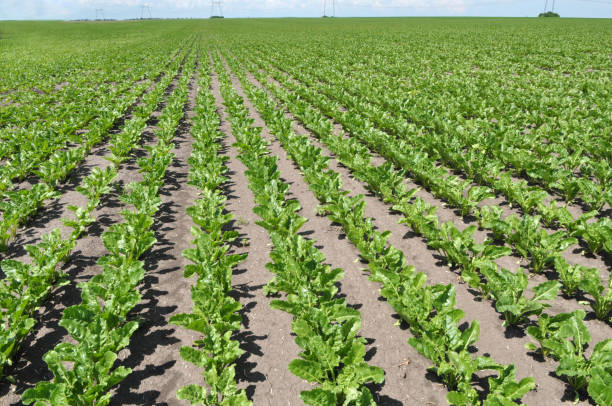 istock On the farm field grow sugar beets 1396897545