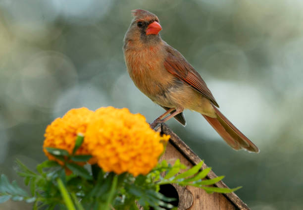 A Northern Cardinal on a bird house roof