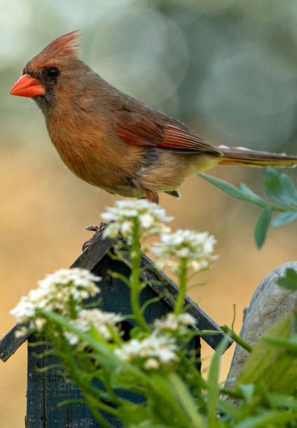 istock A Northern Cardinal on a bird house roof 1396897657