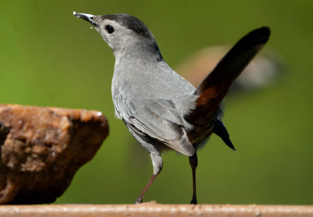 istock A Gray Catbird perched near a stone slab 1396897660