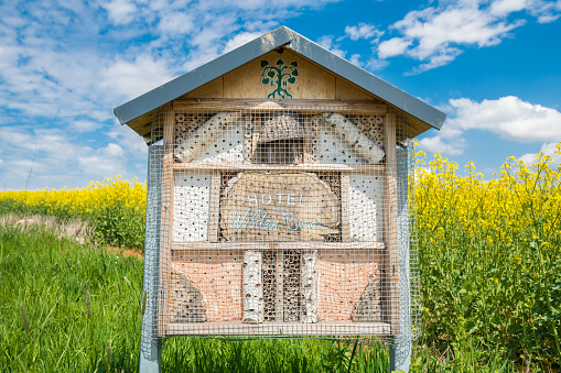 Bee box and insect hotel on a meadow next to a yellow flowering rape field with German writing - Hotel of the wild bee - , Germany