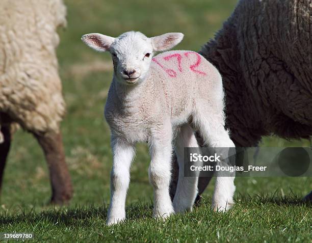 Foto de Linda Primavera De Cordeiro e mais fotos de stock de Animal - Animal, Animal de Fazenda, Branco