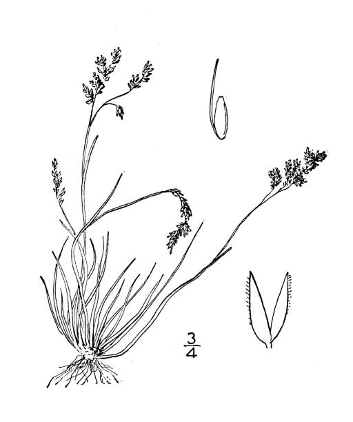 Antique botany plant illustration: Agrostis rupestris, Rock bentgrass Antique botany plant illustration: Agrostis rupestris, Rock bentgrass agrostis stock illustrations