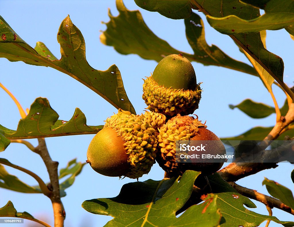 Bur Carvalho Bolota Cluster - Royalty-free Carvalho Foto de stock