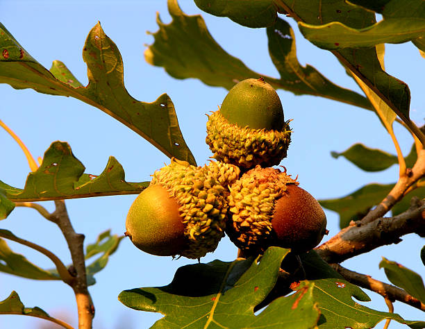 bur oak желудь cluster - cocklebur стоковые фото и изображения