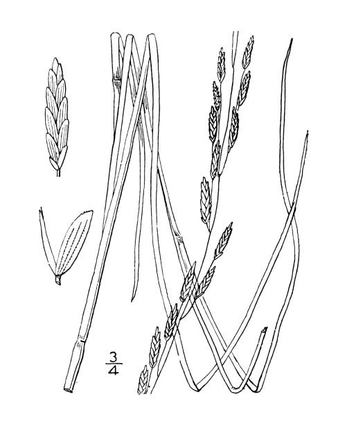 античная ботаника иллюстрация растения: panicularia borealis, северная манная трава - sweetgrass stock illustrations