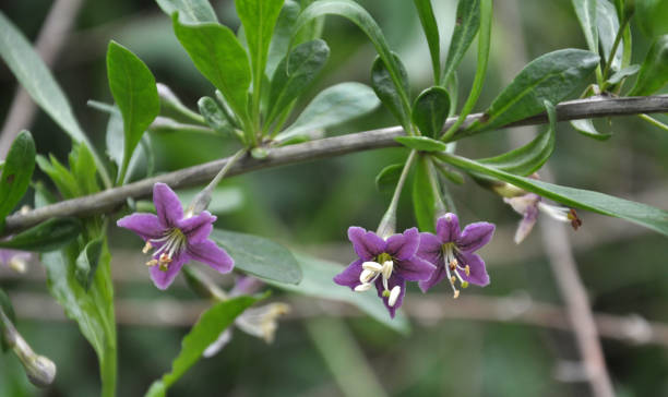 istock Flowering Lycium barbarum 1396898038