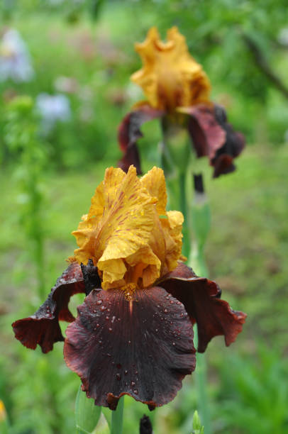 istock In the flower garden blooming irises 1396898345