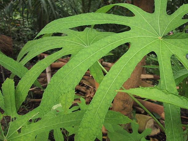 Leaves at the Eden Project, England stock photo