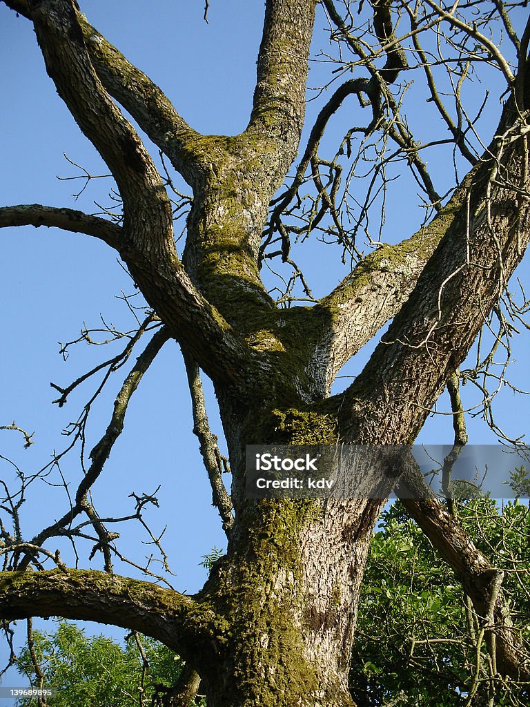 lichen de tronc d'arbre - Photo de Algue libre de droits