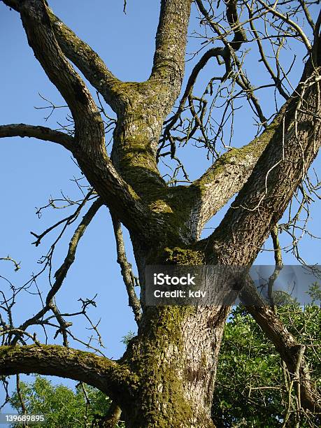 Photo libre de droit de Lichen De Tronc Darbre banque d'images et plus d'images libres de droit de Algue - Algue, Arbre, Bois