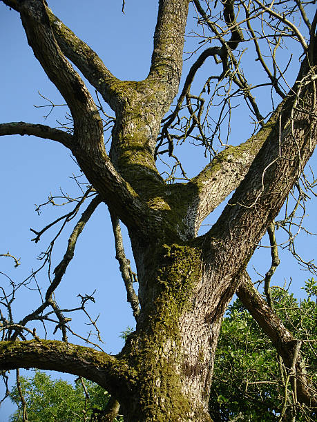 lichen covered tree trunk stock photo