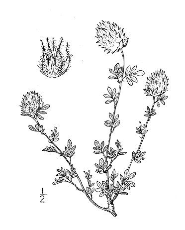 Antique botany plant illustration: Parosela nana, Low Parosela