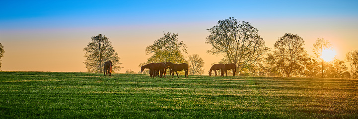 Thoroughbred horses grazing in a field at sunrise.