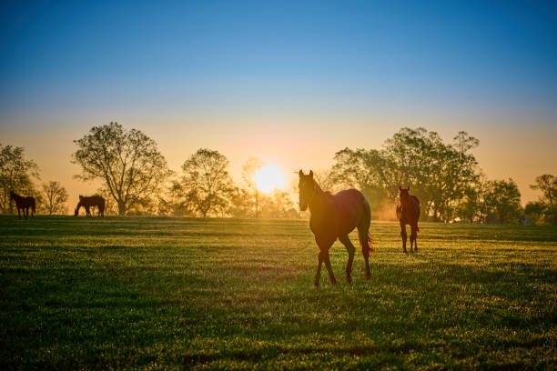istock Thoroughbred horses walking in a field at sunrise. 1396899019
