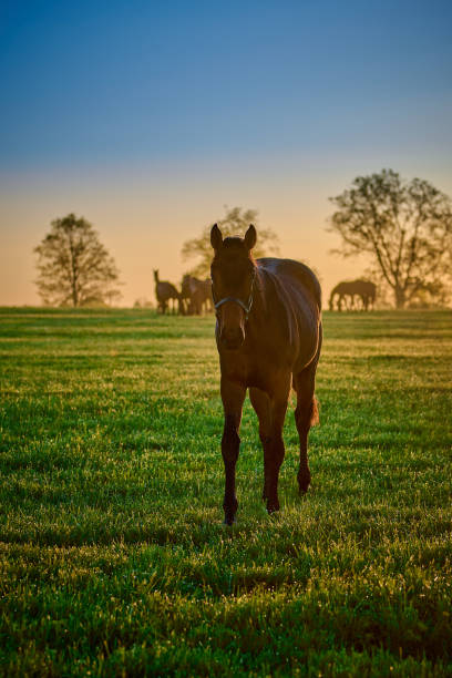 istock Horse in a field walking toward camera. 1396899025