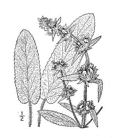 Antique botany plant illustration: Stachys Germanica, Downy Woundwort