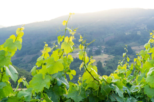 istock Rural landscape with vine branches in the foreground. Copy space. 1396899172