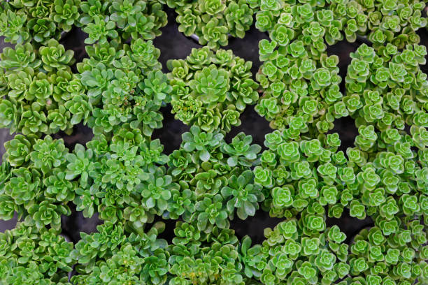 istock top view of green leaves cactus in a pot 1396899363
