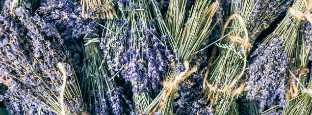 istock Dry Lavender bunches selling outdoor 1396900287
