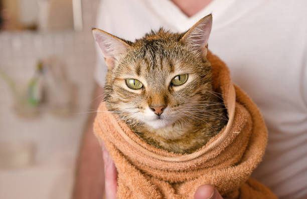istock The cat is wrapped in a towel after washing 1396900692