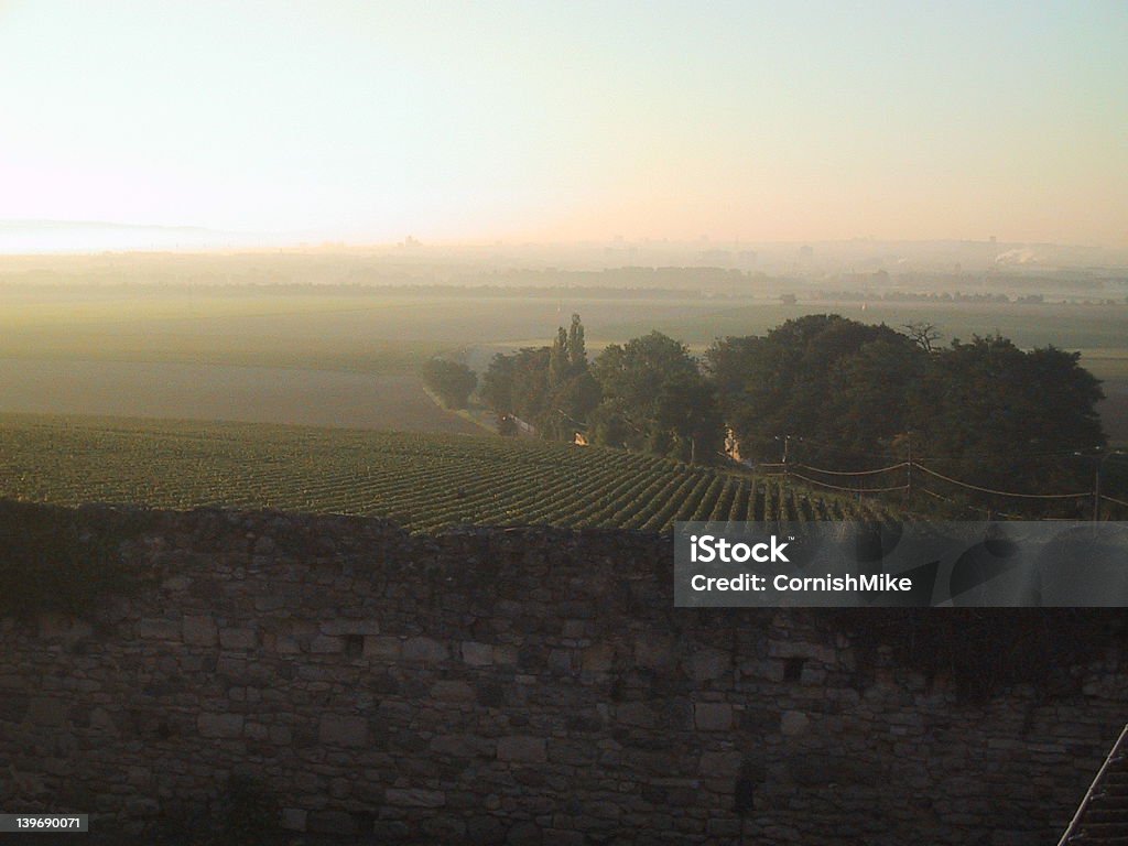 Tramonto sopra un vigneto di Champagne - Foto stock royalty-free di Albero