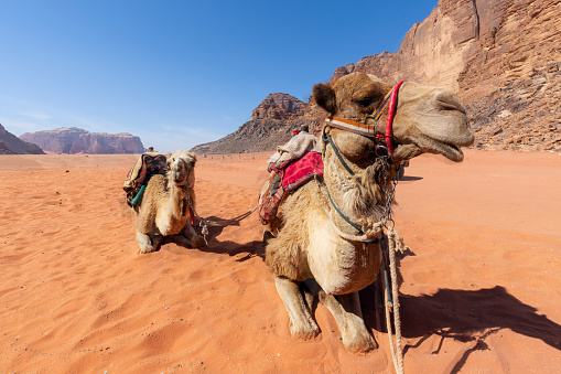 Three mixed-raced explorers of woman and men having camel riding through the majestic arid desert landscape during bright sunset in the Middle East