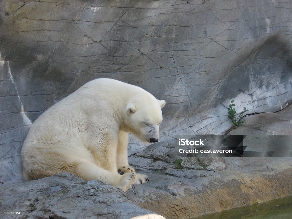 북극곰#1 - 로열티 프리 위니펙 스톡 사진
